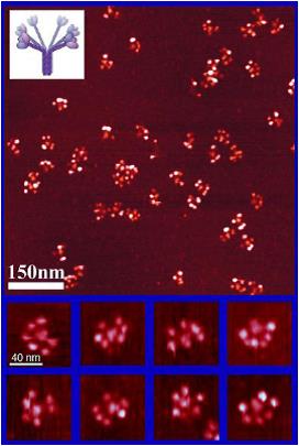 低温原子力显微成像系统应用实例 —— 核心补体蛋白C1q